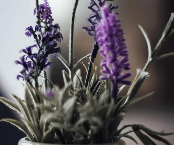 Casa Lavenda פלובדיב